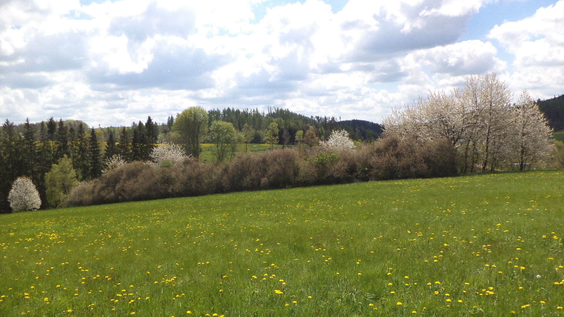 Dražba pozemků Vítkov