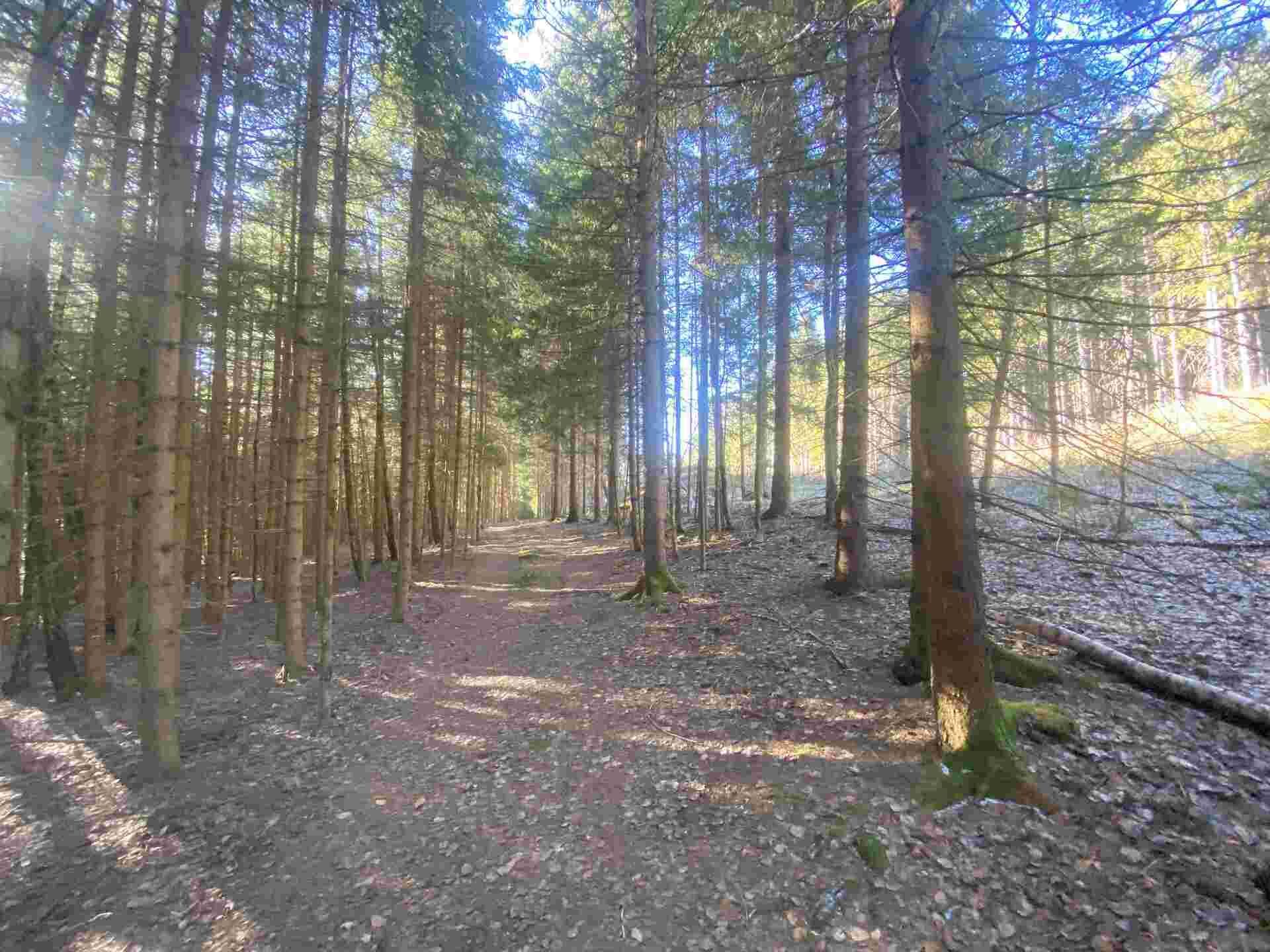 prodej pozemků k.ú. Špičák