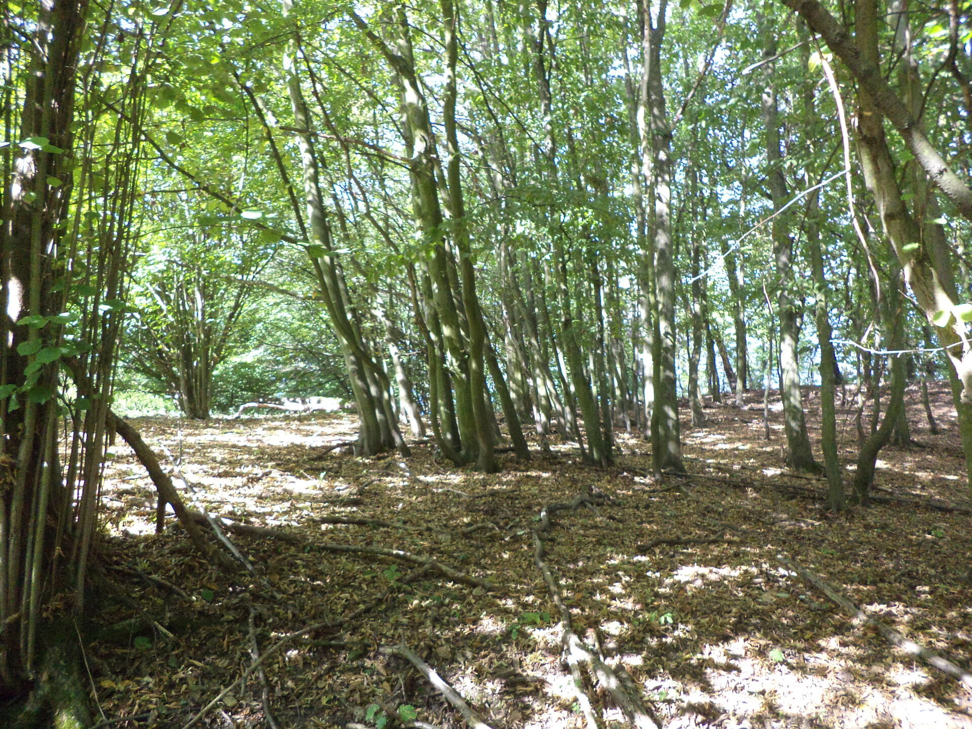 prodej pozemků k.ú. Malé Březno nad Labem