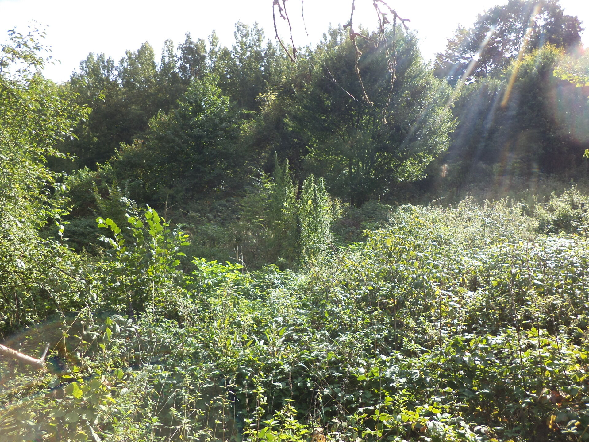 prodej pozemků k.ú. Malé Březno nad Labem