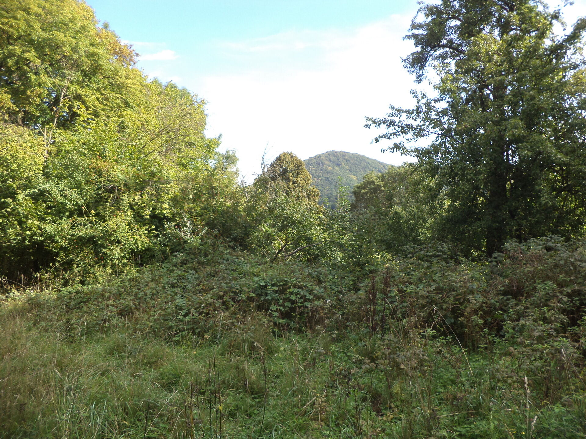prodej pozemků k.ú. Malé Březno nad Labem