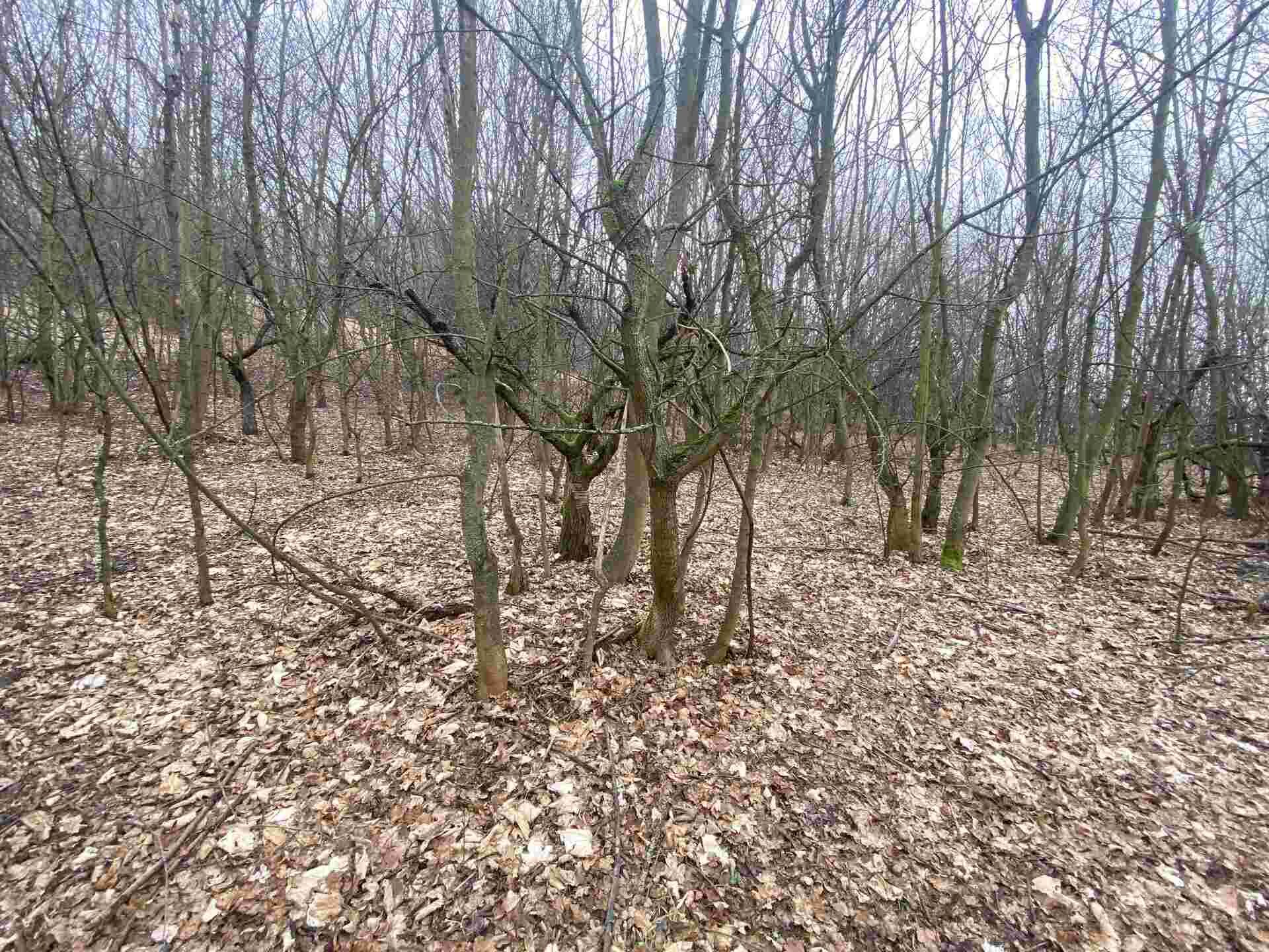 prodej pozemku k.ú. Medvědice