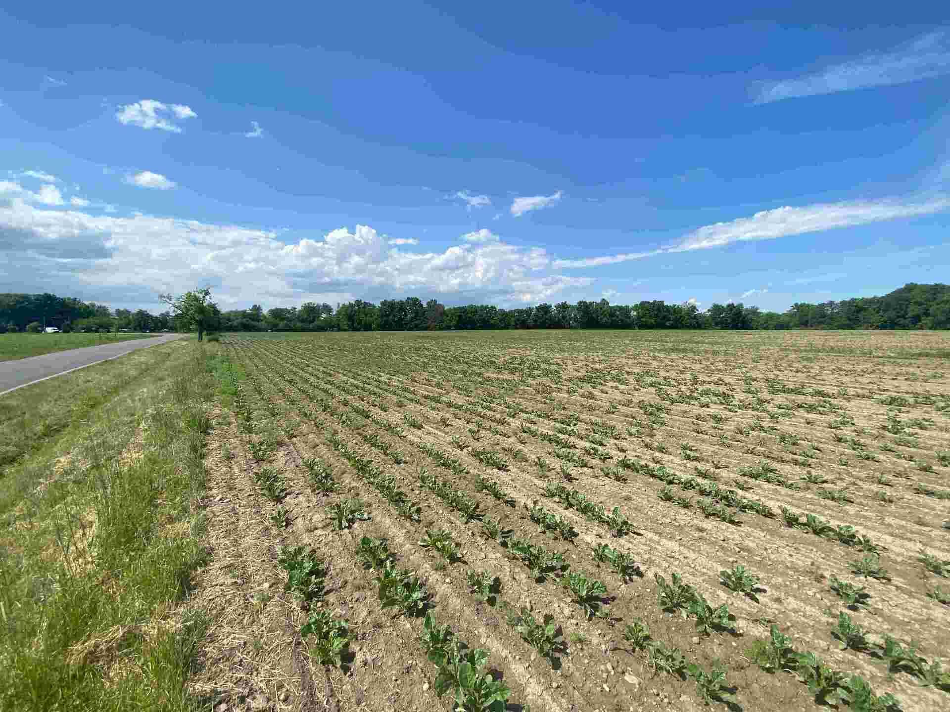 Prodej pozemků Dolní Životice