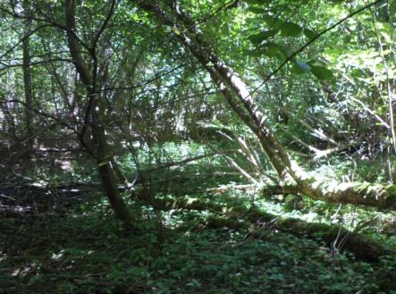 Prodej pozemku, ostatní, 3 581 m²