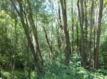 Prodej pozemku, ostatní, 3 581 m²