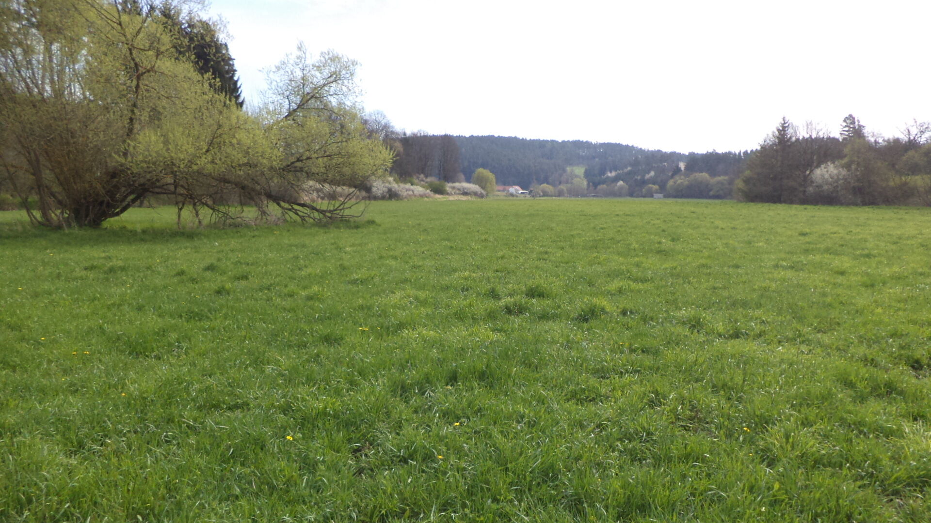 PRODEJ pozemků Dančovice