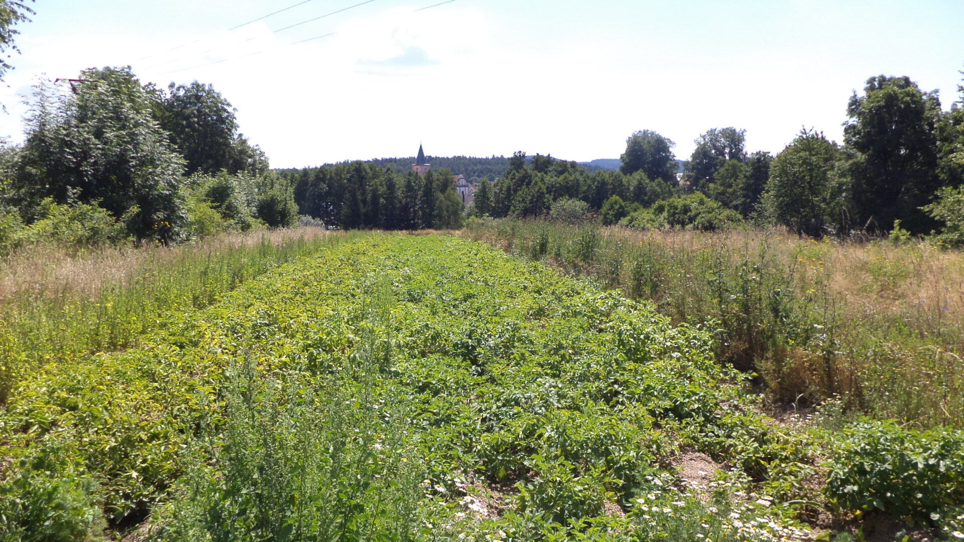 prodej pozemku k.ú. Stráž u Tachova