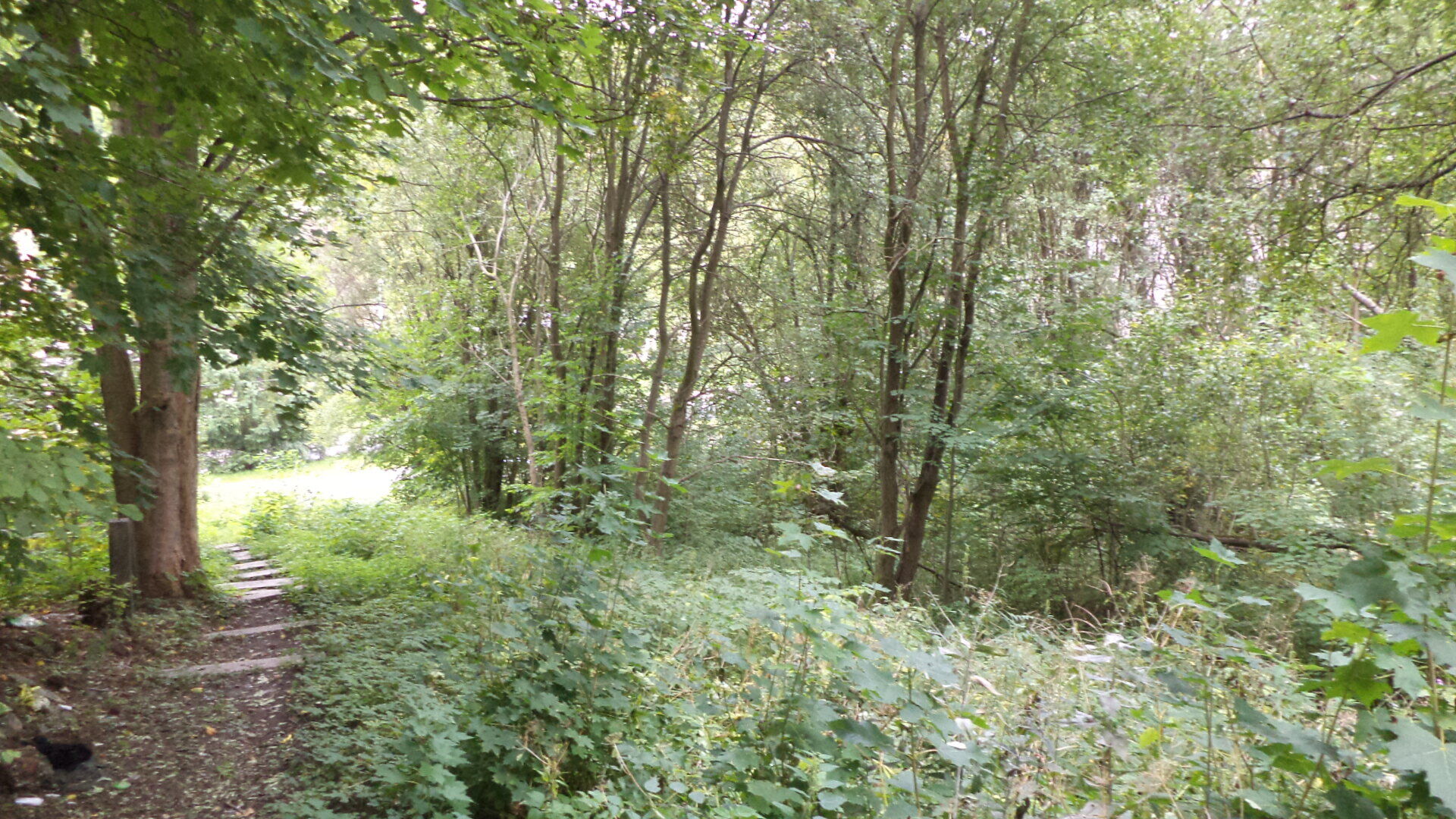 prodej pozemků k.ú. Aš