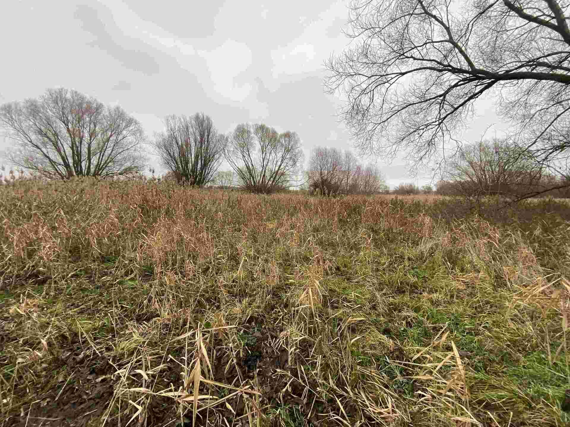 Prodej pozemku Křenovice u Kojetína