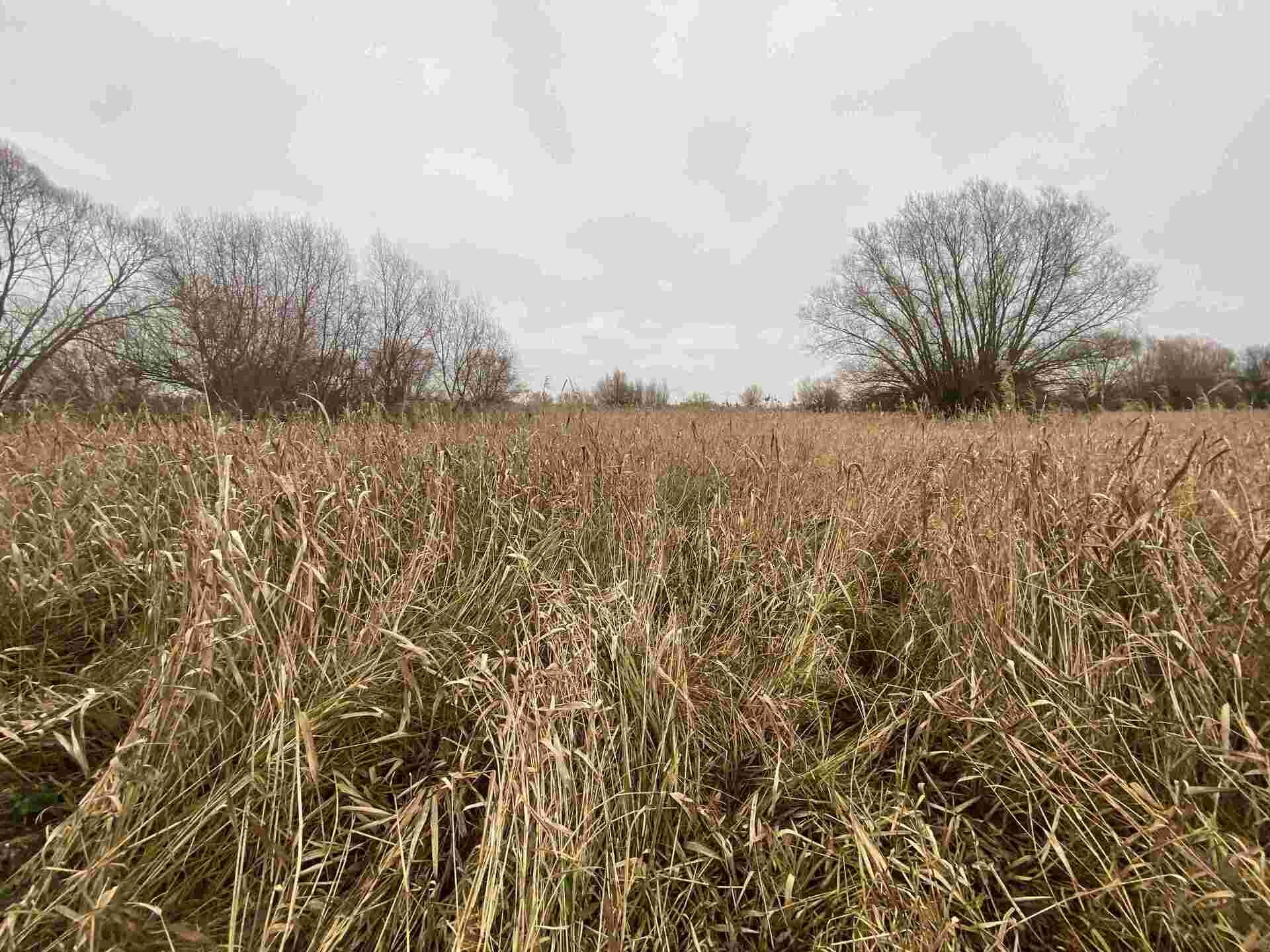 Prodej pozemku Křenovice u Kojetína