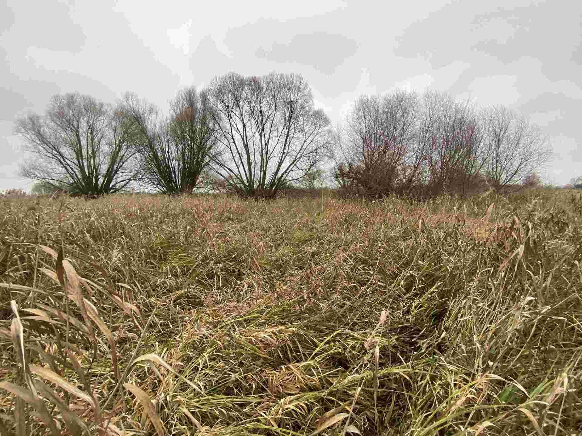 Prodej pozemku Křenovice u Kojetína