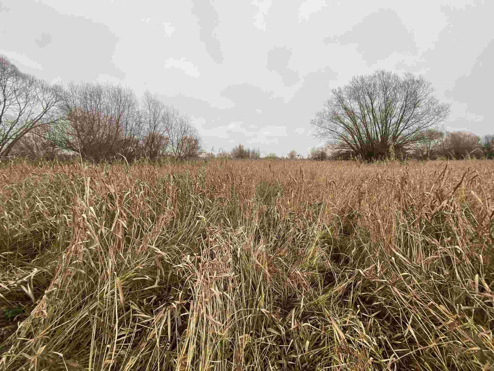 DRAŽBA pozemku Křenovice u Kojetína