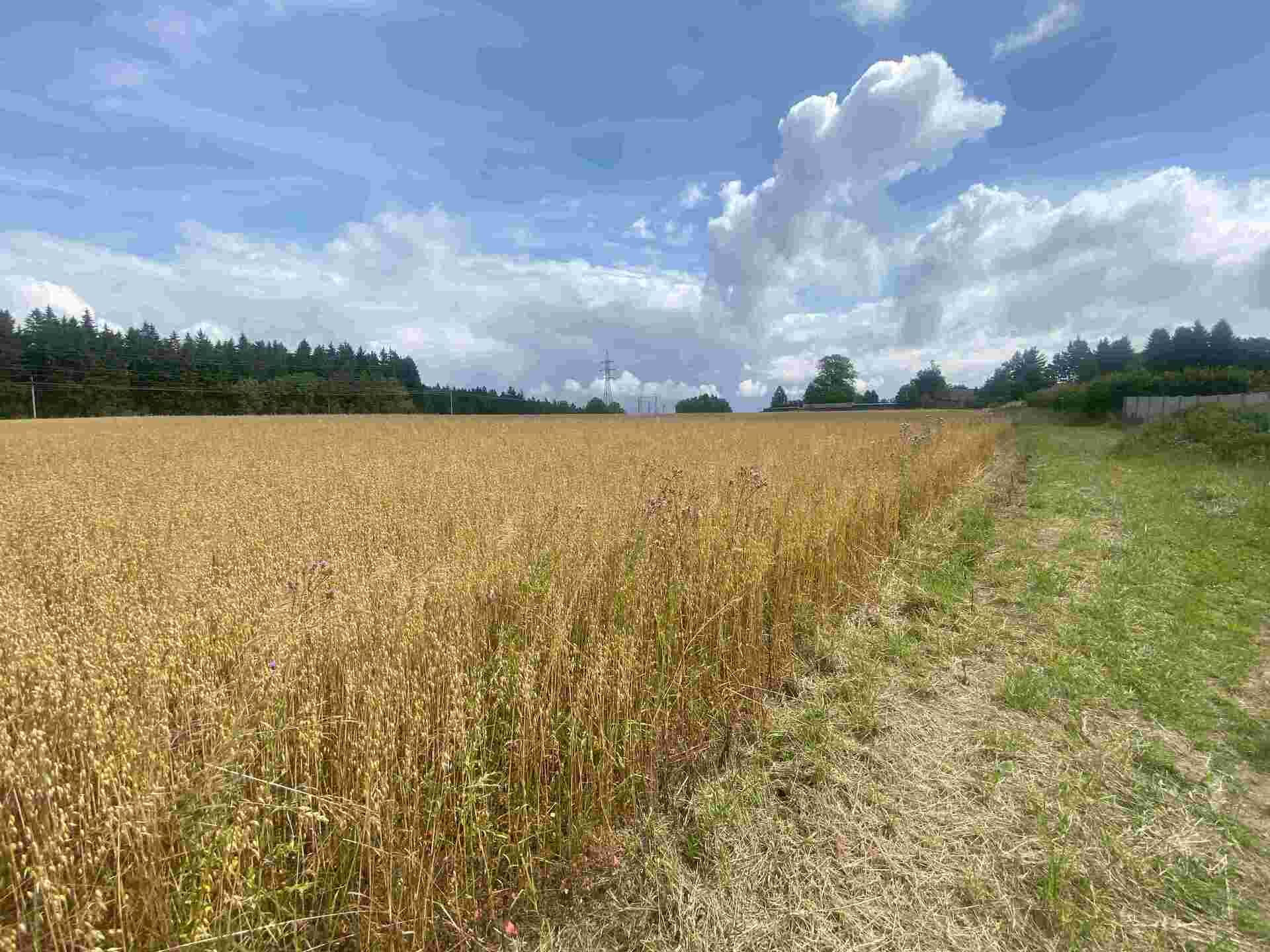 Prodej pozemku Česká Kamenná Horka