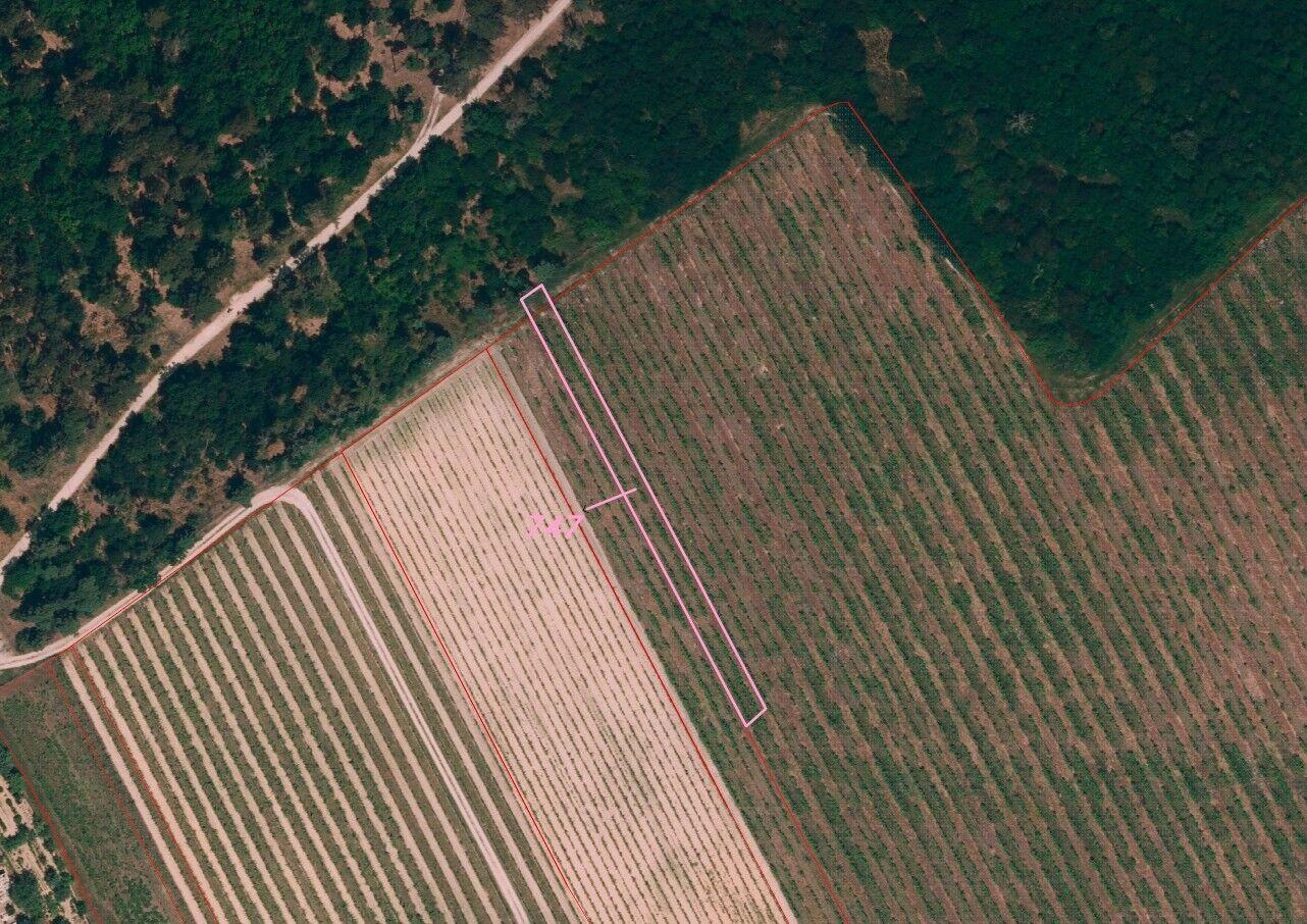 Prodej vinic Konice u Znojma