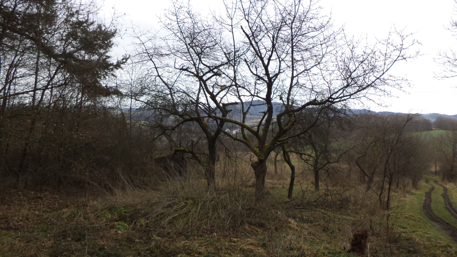prodej pozemků k.ú. Srby nad Úslavou