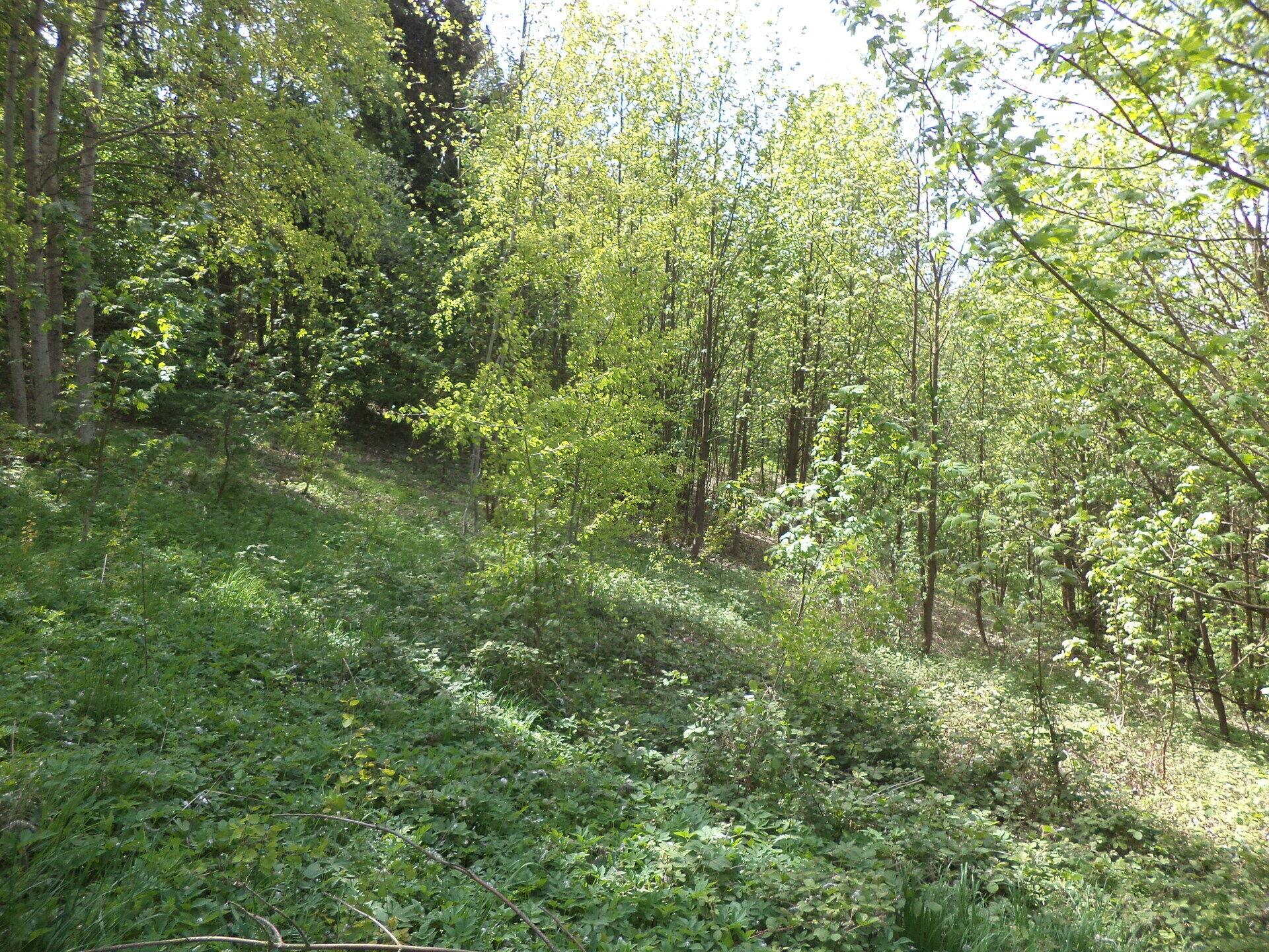 prodej pozemku k.ú. Líšný