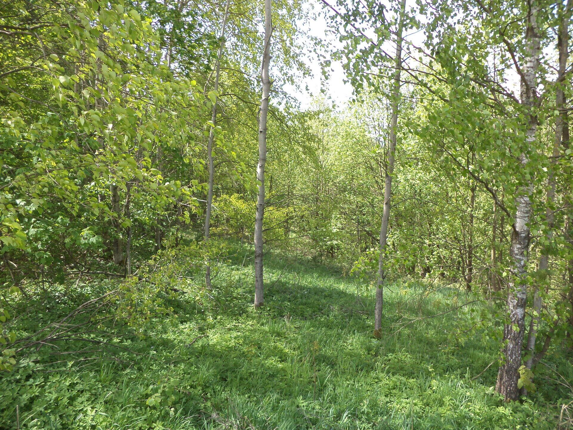 dražba pozemku Líšný