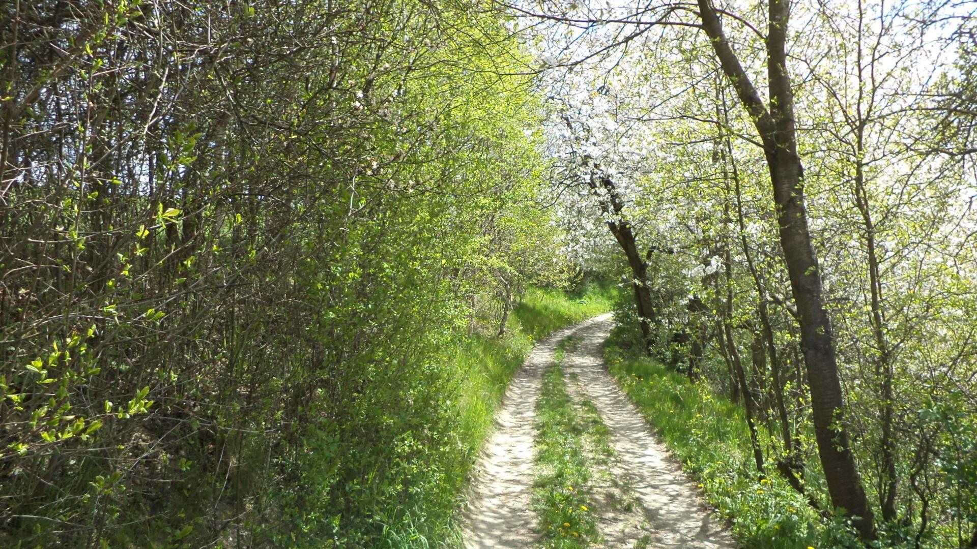 Dražba pozemku Vítkov