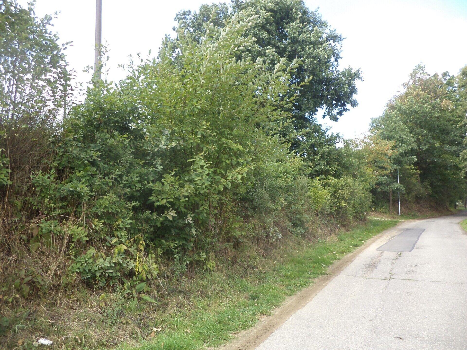 DRAŽBA pozemku Kozlov