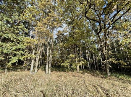 Prodej pozemku, les, 23 659 m² obrázek