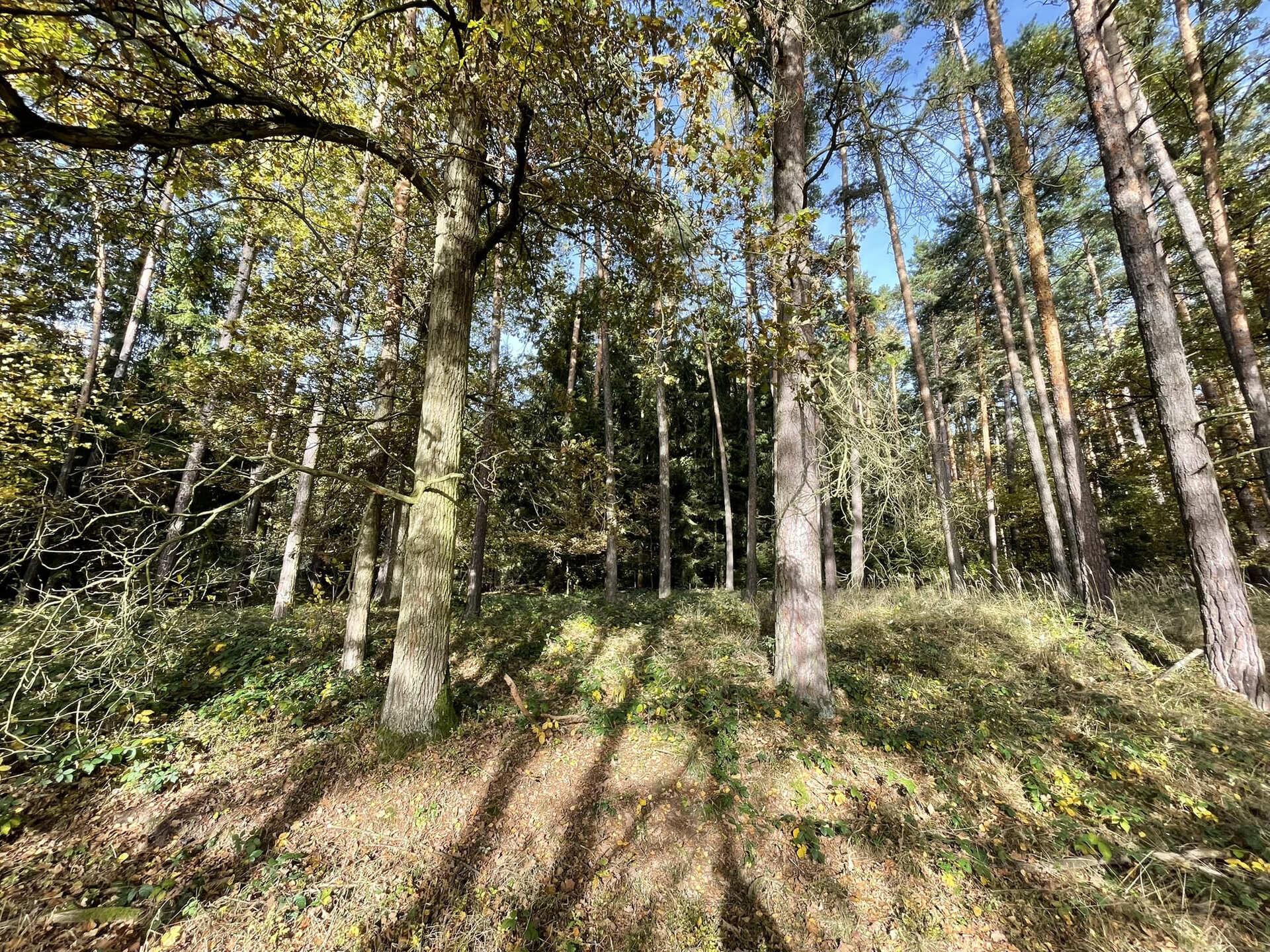 Prodej lesních pozemků Lipí