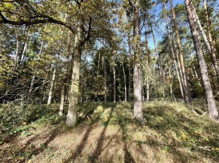 Prodej pozemku, les, 23 659 m²