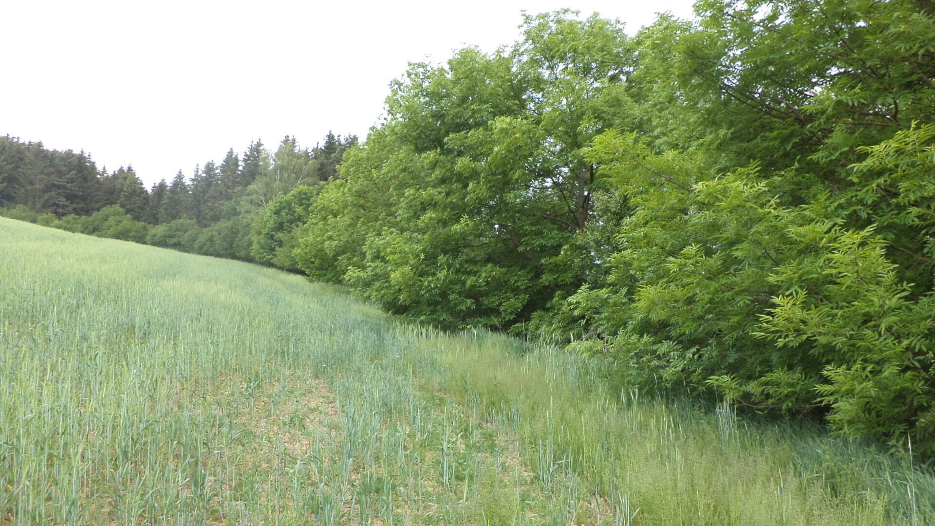 Prodej pozemku Horní Hynčina