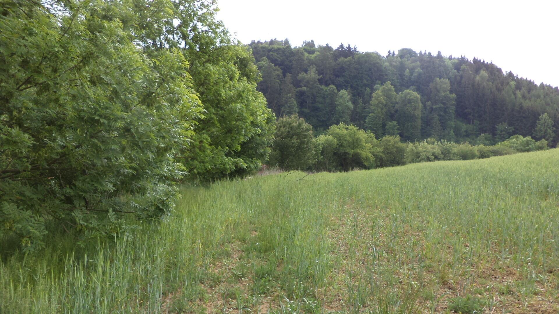 Prodej pozemku Horní Hynčina