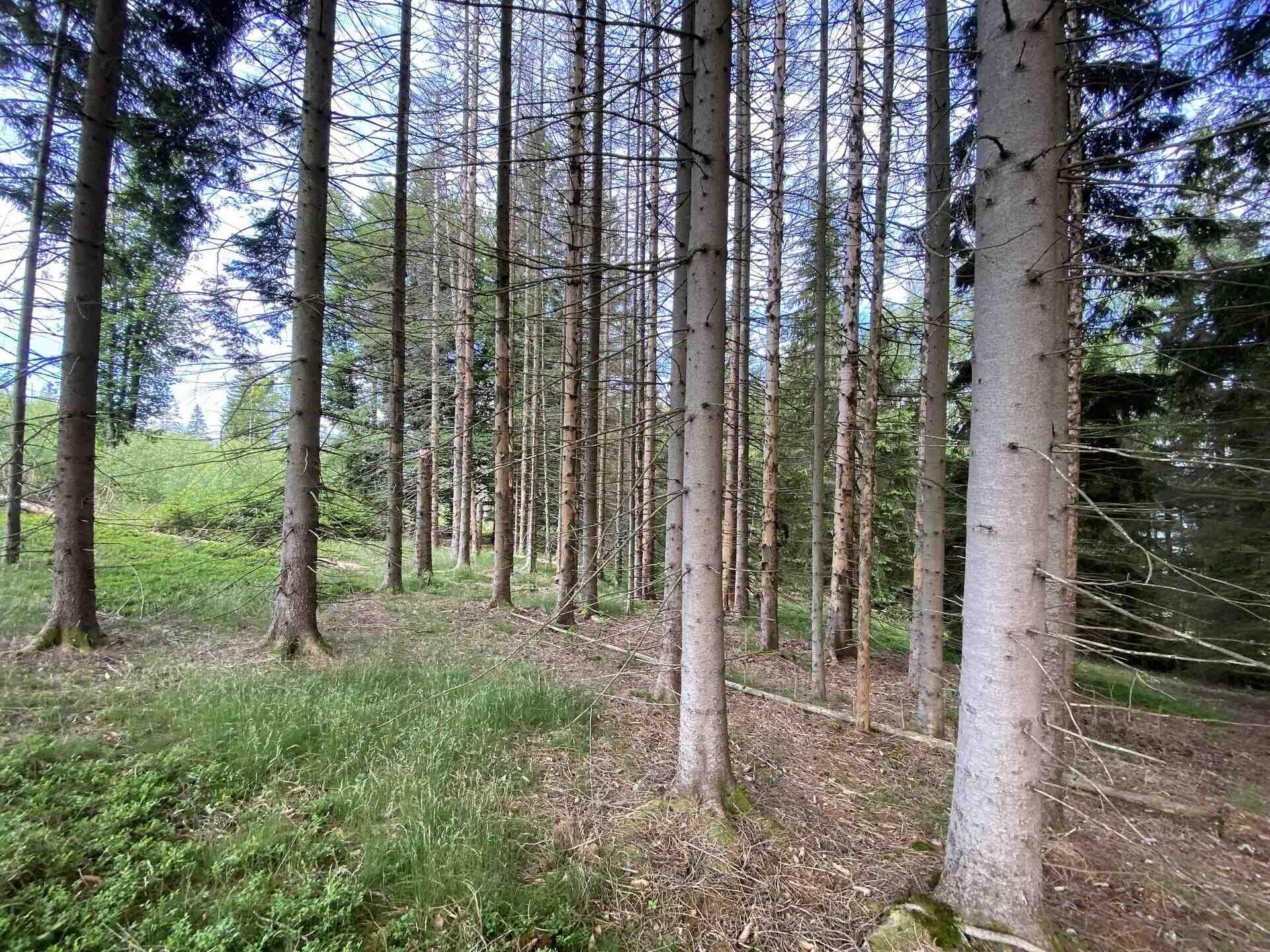 prodej pozemku Železná Ruda
