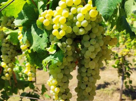vino-1.png