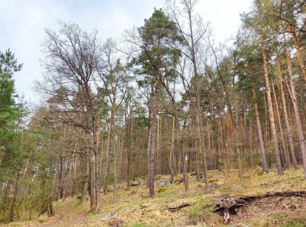 Prodej pozemku, les, 24 035 m²
