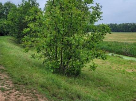 Prodej - pozemek, zemědělská půda, 1 444 m²