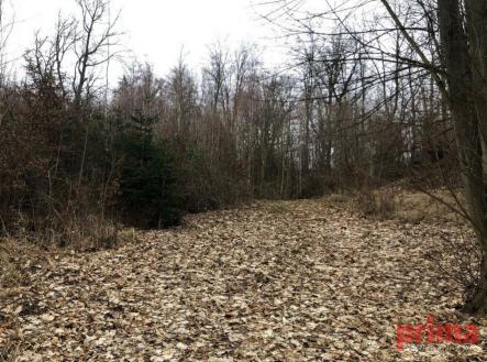 Prodej pozemku, les, 6 037 m²