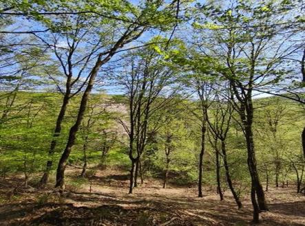 Prodej pozemku, les, 26 738 m²