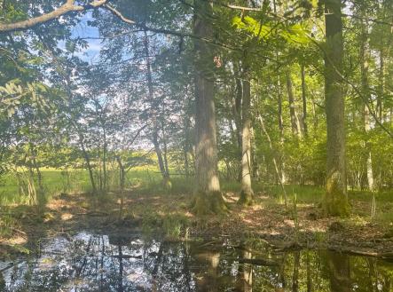 Prodej pozemku, les, 389 696 m²