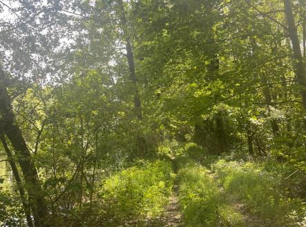 Prodej pozemku, les, 389 696 m²