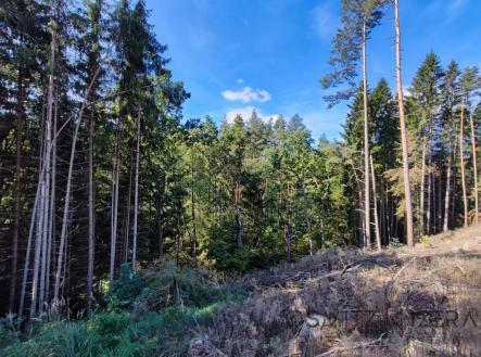 Prodej pozemku, les, 233 155 m²