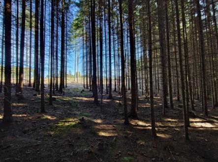 Prodej pozemku, les, 233 155 m²