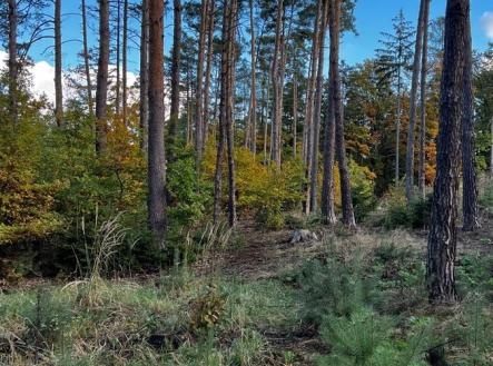 Prodej pozemku, les, 8 586 m²