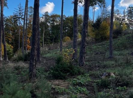 Prodej pozemku, les, 8 586 m²