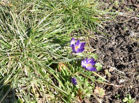 Pronájem pozemku, zahrada, 165 m²