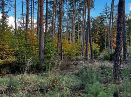 Prodej pozemku, les, 8 586 m²