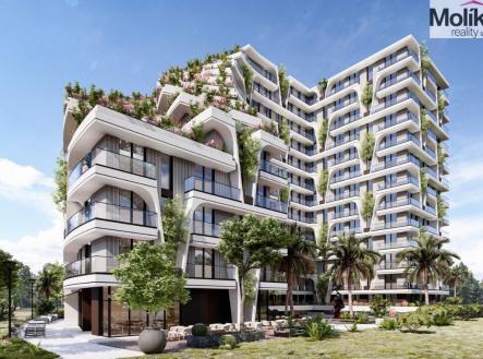 Orchid Casel de Paradise.