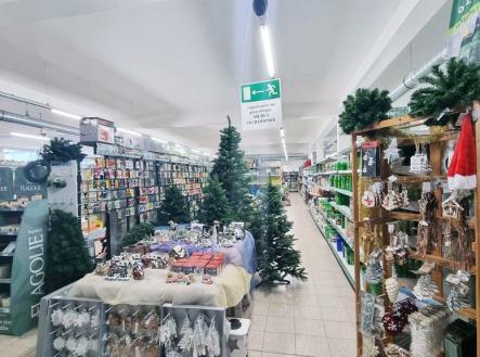 Orchid Casel de Paradise.