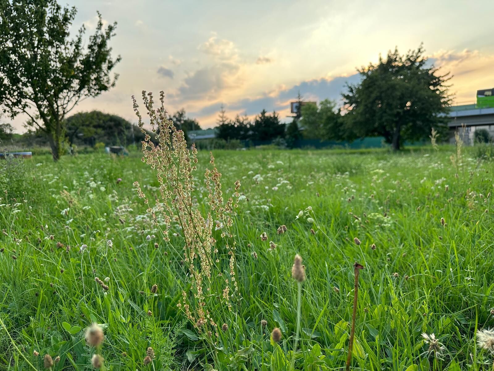 Pronájem krásné zahrady, 1263 m², Benátky nad Jizerou