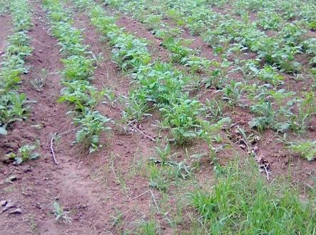 Prodej pozemku, zahrada, 7 161 m²