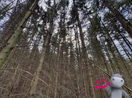 Prodej pozemku, les, 6 930 m²