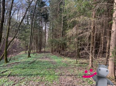 Prodej pozemku, les, 6 656 m²