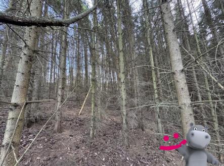 Prodej pozemku, les, 6 656 m²