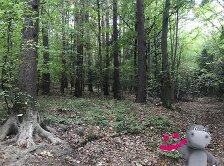 Prodej pozemku, les, 40 558 m²